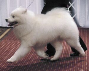 BISS CH SNOWSONG'S MAJOR INVESTMENT